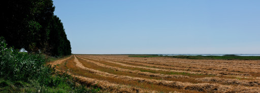 Campo de trigo en la Dobruja (Rumanía), 2011